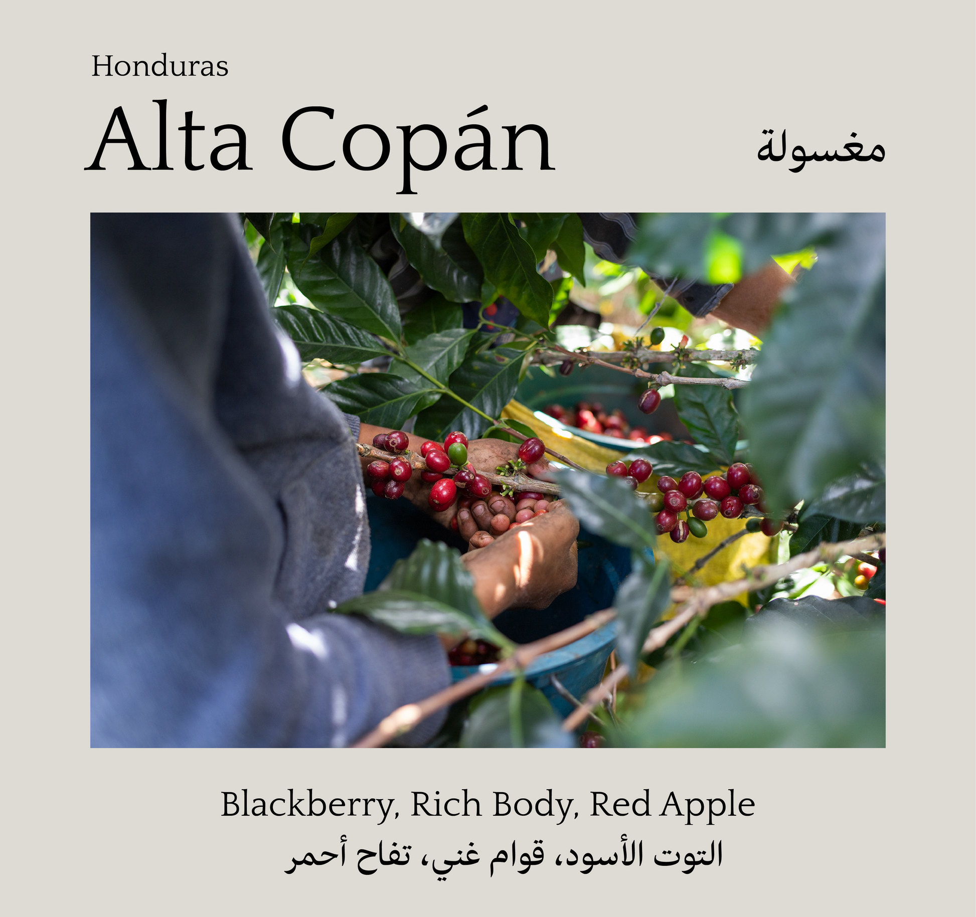 Alta Copán, Honduras - Mono Roastery